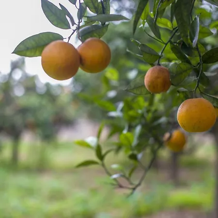 Ta' Bertu Host Family Frühstückspension Ħal Far