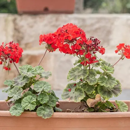 타 버투 호스트 패밀리 베드&브렉퍼스트