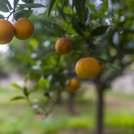 B&B 타 버투 호스트 패밀리 베드&브렉퍼스트 Ħal Far