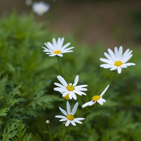 타 버투 호스트 패밀리 베드&브렉퍼스트 B&B 2*