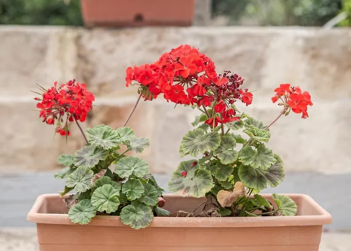 Ta' Bertu Host Family