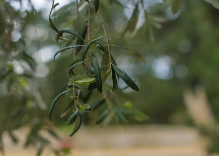 Ta' Bertu Host Family Отель типа 