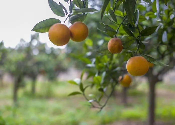 Ta' Bertu Host Family Отель типа 