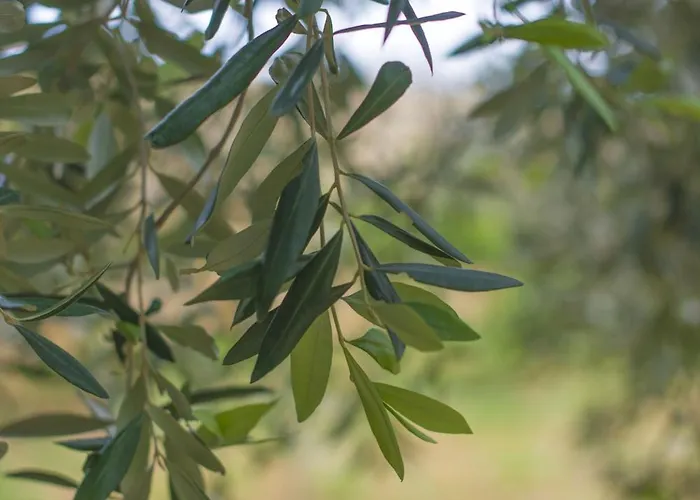 Ta' Bertu Host Family 2* Hal Far