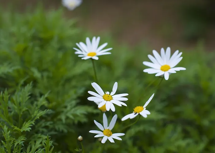 Ta' Bertu Host Family Отель типа 